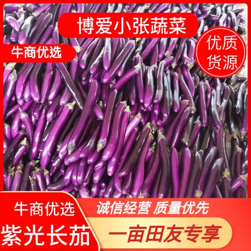 【精品】紫光长茄茄子长茄广茄产地价优诚信
