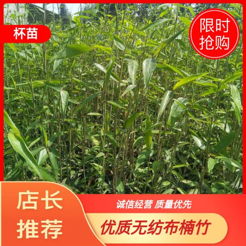 二年优质无纺布楠竹杯苗基地直供品质保证全国