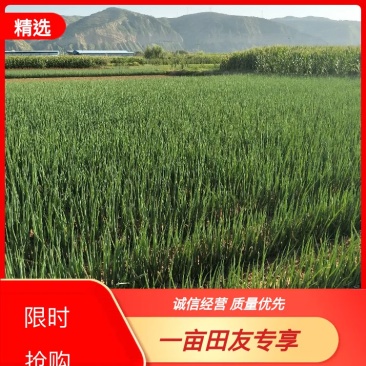 甘肃长白大葱种子批发