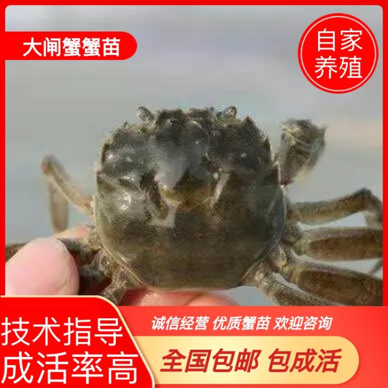 大闸蟹蟹苗六母八公货到付款包成活.视频在线选货.资讯