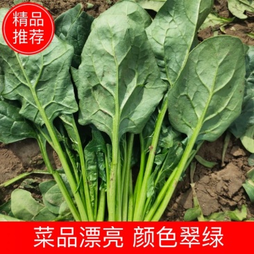 菠菜，大叶菠菜，品质好，做工精细，可装箱，可打捆，