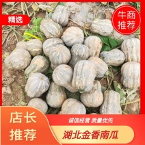 湖北韦卓种植合作社基地种植金香南瓜2-3.5斤