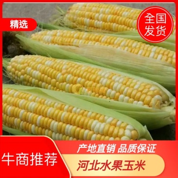 湖北韦卓种植合作社水果玉米0.8-1斤量大质优