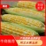 湖北韦卓种植合作社水果玉米0.8-1斤量大质优