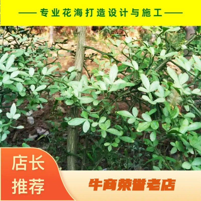 枸橘枸橘种子枳壳枳壳种子大叶枳壳种子福建枳壳种子山东枳壳