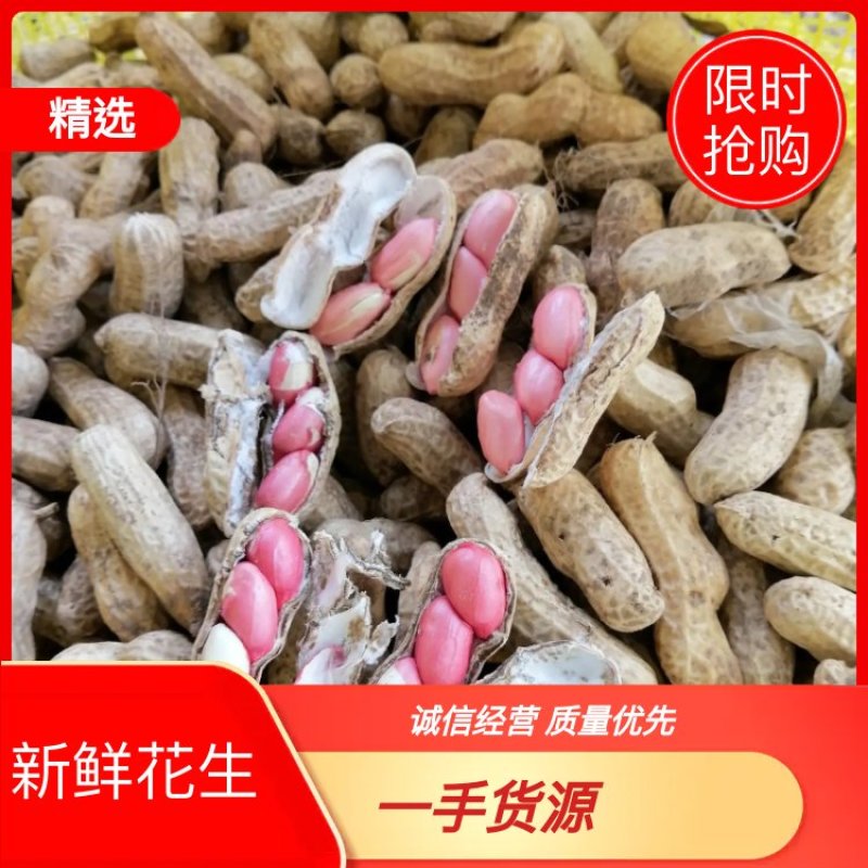 鲜花生，四粒红，大白沙，鲁花8号，货源充足，基地直供