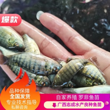 【罗非鱼苗】单性罗非鱼苗.海宝路.新吉富.海南1号，