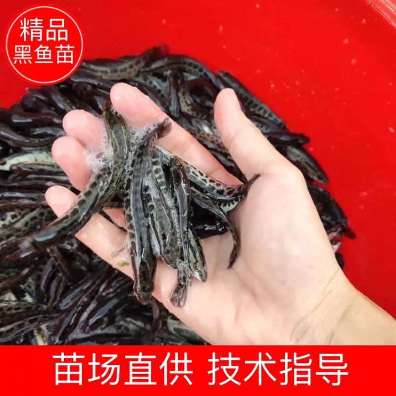 【黑鱼苗】黑鱼苗、场地直供、质量保证、买家保障