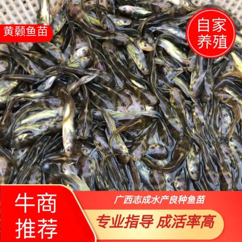 【黄骨鱼苗】黄骨鱼苗、黄辣丁苗、场地直供、保质保量