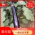 紫长茄子辽宁大量上市自产自销价格实惠，欢迎老板采购！
