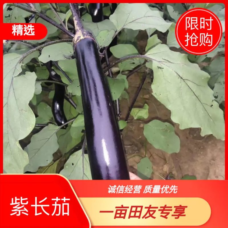 紫长茄子辽宁大量上市自产自销价格实惠，欢迎老板采购！
