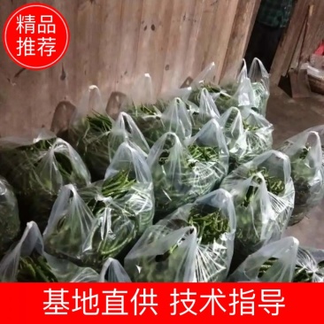 湖北利川美人椒鲜辣椒大量上市价格便宜欢迎选购各种辣椒都有