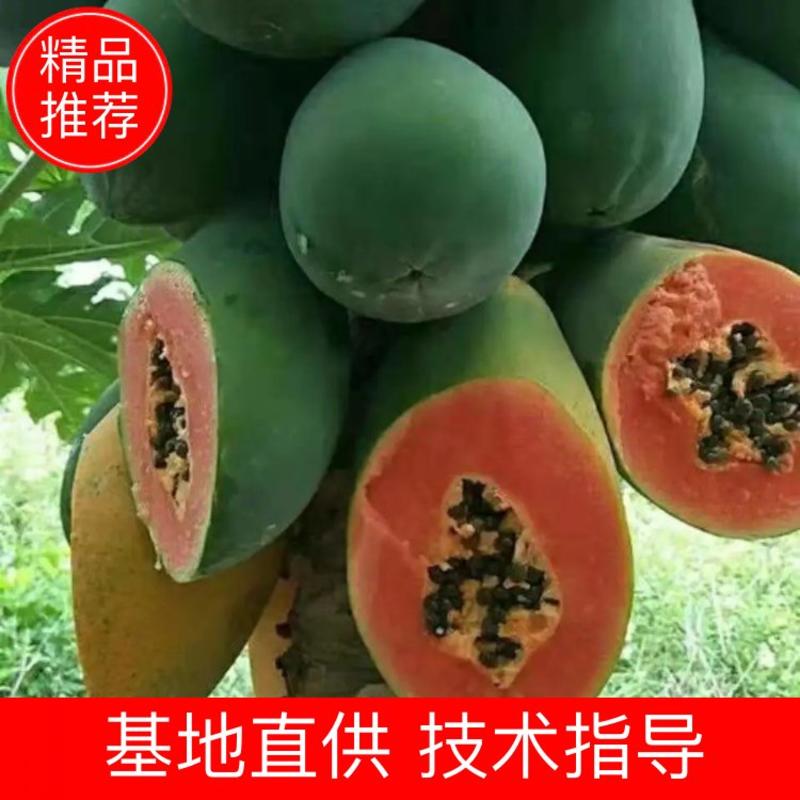 广东省，茂名市，电白区精品冰糖心水果大青水果木瓜
