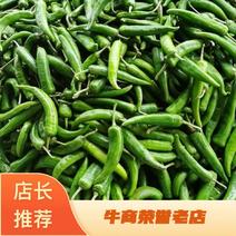 大青椒丰项21，湖南汉寿县永鑫蔬菜种植合作，基地种植