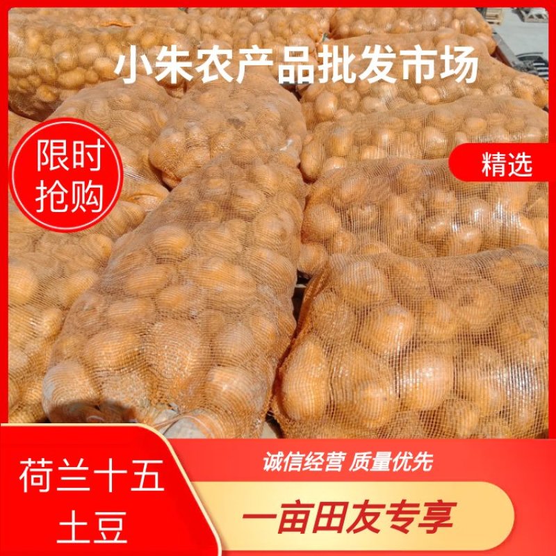 土豆新疆土豆黄心土豆本地客商，种植大户代收代卖