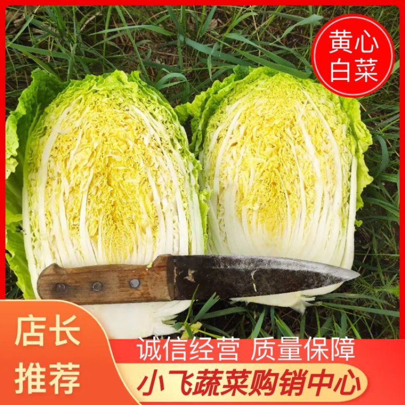 【牛商推荐】实力代收精品黄心白菜供应质量保障欢迎来电信誉