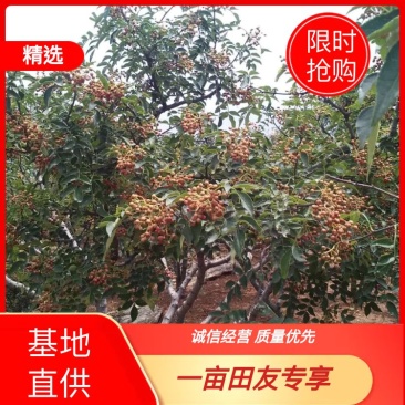 【热销】山东花椒籽散装粒大饱满自然晾晒发芽率高大量供应
