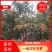 【热销】山东花椒籽散装粒大饱满自然晾晒发芽率高大量供应