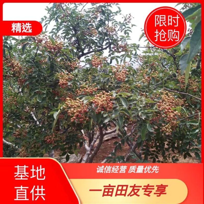 【热销】山东花椒籽散装粒大饱满自然晾晒发芽率高大量供应