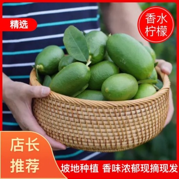 海南台湾香水柠檬无籽薄皮多汁坡地种植香味浓郁现摘现发