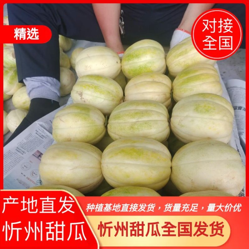 忻州甜瓜大量上市需要的联系