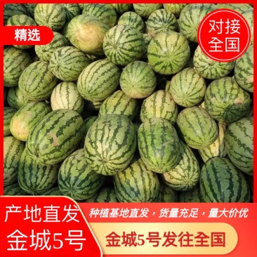 山西忻州金城5号西瓜大量上市，价不高，急售，需要的联系