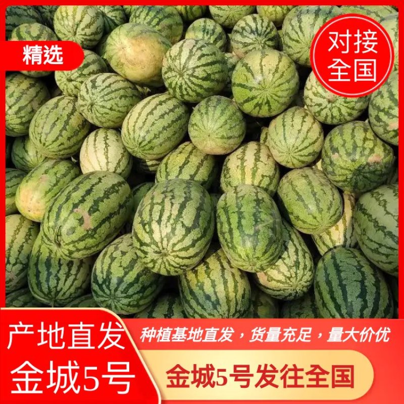 山西忻州金城5号西瓜大量上市，价不高，急售，需要的联系
