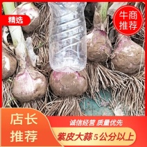 大蒜，紫皮大蒜5公分以上通货，.把子带苗和去苗毛头蒜袋装