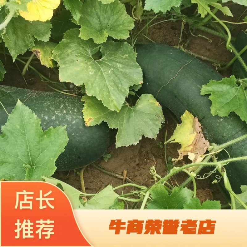 湖北黑皮冬瓜条形好15斤以上品质保证可视频看货