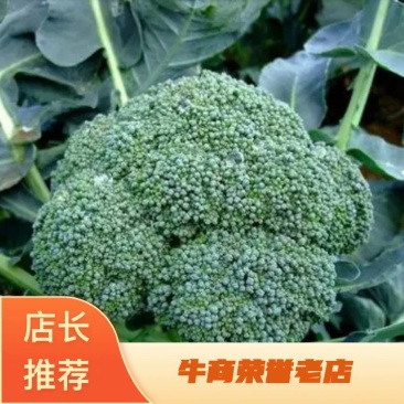 【精品】湖北省西兰花，色泽深绿基地直供耐运输量大从优