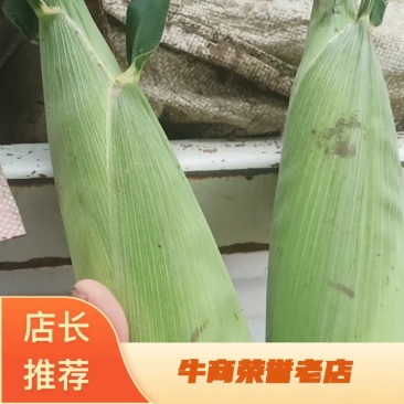 【精品】甜玉米鲜香口感清甜产地直发欢迎选购
