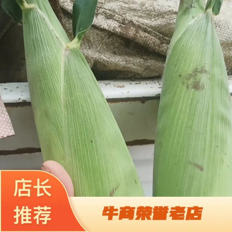 【精品】甜玉米鲜香口感清甜产地直发欢迎选购