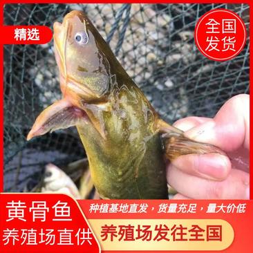 精品黄骨鱼（黄颡鱼）包存活率，提供技术指，免运费