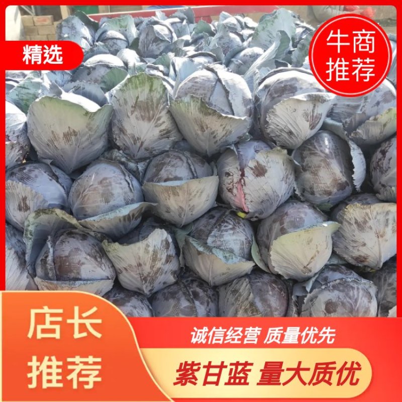 原生态紫甘蓝-个圆色润，产地直销，大量供应！