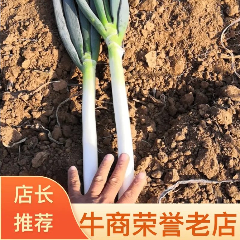 山东铁杆大葱，百亩大葱种植户面积大，质量保证，信誉可靠