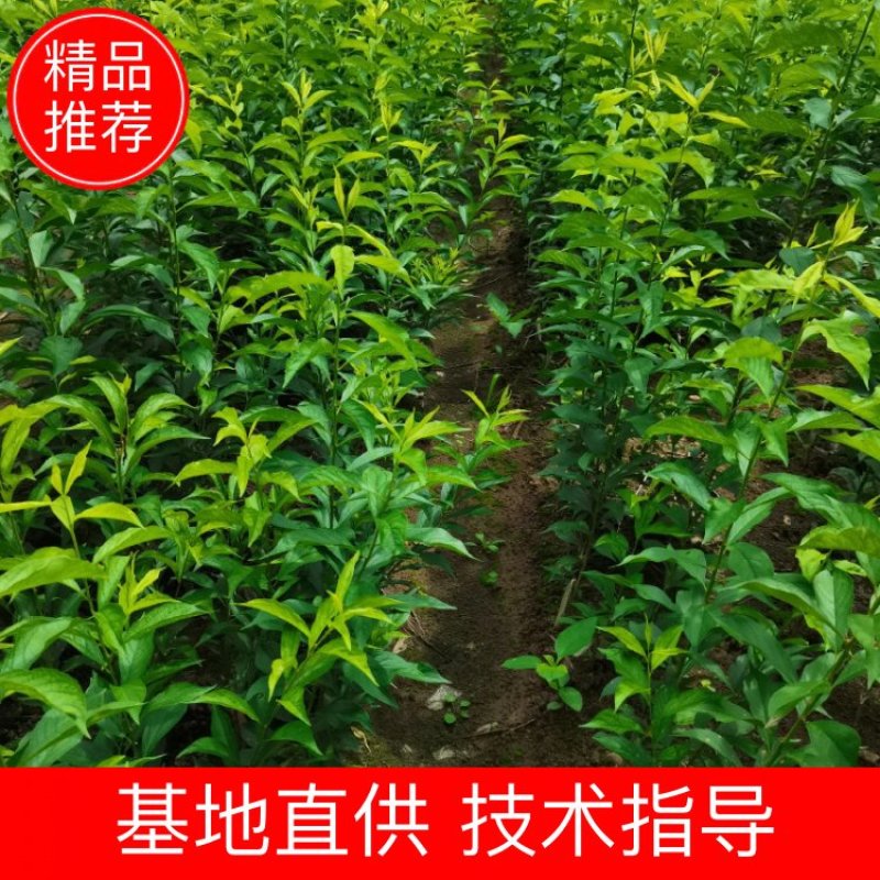 正宗六马蜂糖李子一代嫁接苗四月李子苗，裸根苗营养杯苗