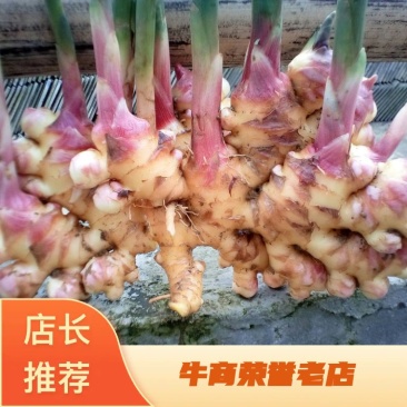 二黄姜精品二姜窖姜黄姜，有独特的辛辣芳香，