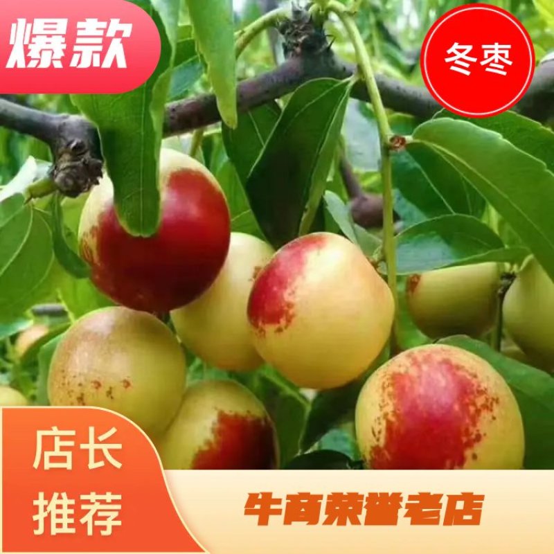 热卖精品沾化冬枣，酥脆甘甜，产地直供，电商对接，欢迎品鉴