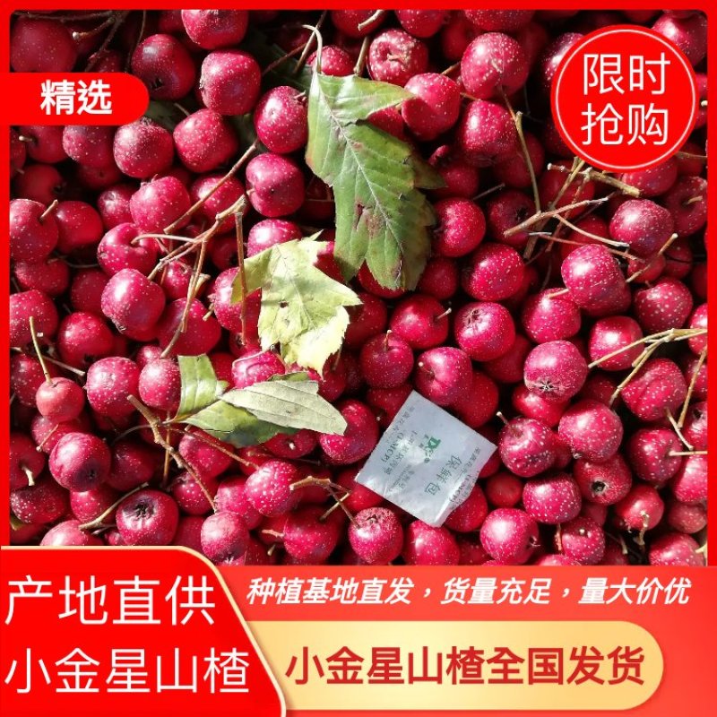 甜口小金星山楂，可以当水果吃的山楂，具有口感好，食用佳