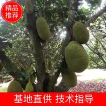 广东省，茂名市，电白区，马来一号四季菠萝蜜