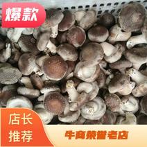 鲜香菇全国各地发货。需要