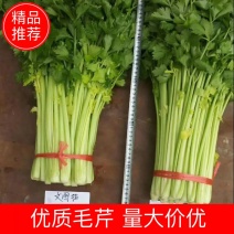 甘肃芹菜夏菜毛芹品质好货量大价优原产地直发