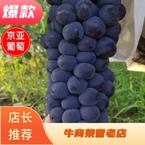 陕西京亚葡萄大量上市，质量保证，低价批发