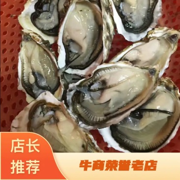 生蚝鲜活烧烤深海原汁鲜蚝牡蛎带壳1件5斤家庭装不包邮