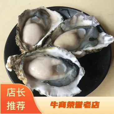 生蚝鲜活全壳深海烧烤牡蛎新鲜海蛎子批发原产地直供