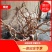 鱼缸沉木杜鹃根