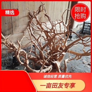 鱼缸沉木杜鹃根