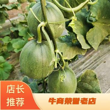 精品绿宝甜瓜，长年供应山东青州寿光各种应季甜瓜