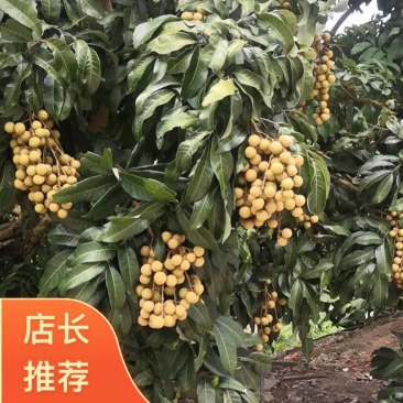 30万园头石硖龙眼储粮龙眼（修花修果）现货