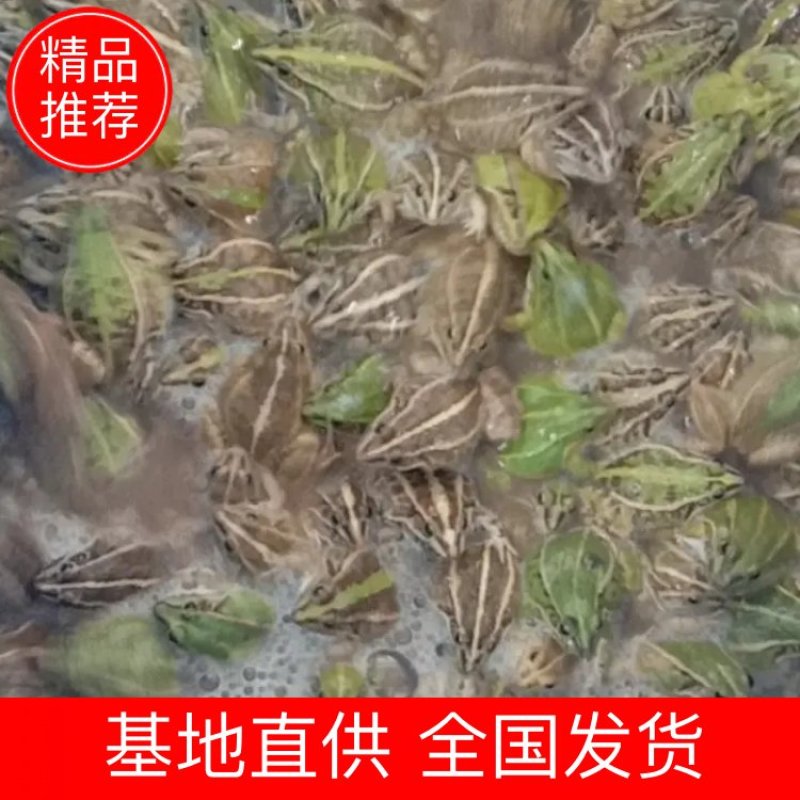 【推荐】迷彩青蛙1两以上养殖基地一手货源质量保证线上交易！